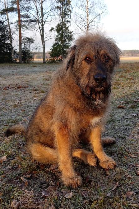 Semjon